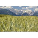 Bio Alpenroggenmehl® * 5 kg