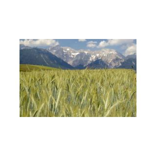 Bio Alpenroggenmehl® * 1 kg