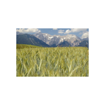 Bio Alpenroggenmehl® * 2,5 kg